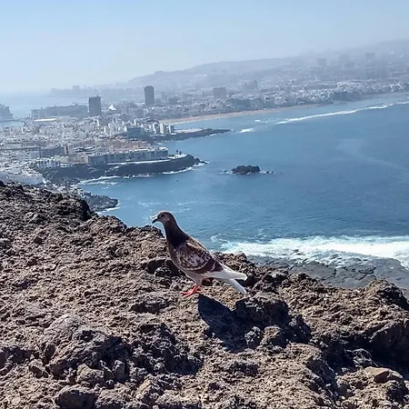 Bkd1 - Entero A 50 Metros Playa De Canteras * Las Palmas de Gran Canaria